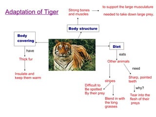 Diet eats Other animals need Sharp, pointed  teeth Tear into the  flesh of their preys why? stripes Difficult to Be spotted By their prey Blend in with  the long  grasses Adaptation of Tiger Body  covering Thick fur have Insulate and  keep them warm Body structure Strong bones  and muscles to support the large musculature needed to take down large prey. 