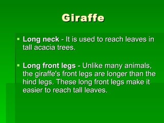 Giraffe Long neck  - It is used to reach leaves in tall acacia trees. Long front legs  - Unlike many animals, the giraffe's front legs are longer than the hind legs. These long front legs make it easier to reach tall leaves.  