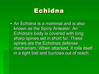 Echidna  An Echidna is a mammal and is also known as the Spiny Anteater. An Echidna's body is covered with long sharp spines set in short fur. These spines are the Echidnas defense mechanism. When attacked, it rolls itself in a tight ball and burrows out of reach.  