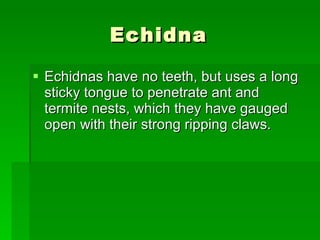 Echidna  Echidnas have no teeth, but uses a long sticky tongue to penetrate ant and termite nests, which they have gauged open with their strong ripping claws. 