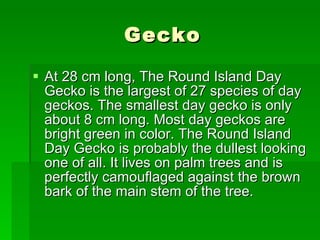 Gecko At 28 cm long, The Round Island Day Gecko is the largest of 27 species of day geckos. The smallest day gecko is only about 8 cm long. Most day geckos are bright green in color. The Round Island Day Gecko is probably the dullest looking one of all. It lives on palm trees and is perfectly camouflaged against the brown bark of the main stem of the tree.  