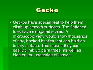 Gecko Geckos have special feet to help them climb up smooth surfaces. The flattened toes have elongated scales. A microscopic view would show thousands of tiny, hooked bristles that can hold on to any surface. This means they can easily climb up palm trees, as well as hide on the underside of leaves.  