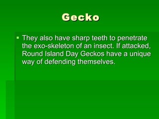 Gecko They also have sharp teeth to penetrate the exo-skeleton of an insect. If attacked, Round Island Day Geckos have a unique way of defending themselves.  
