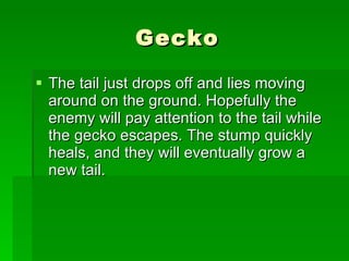 Gecko The tail just drops off and lies moving around on the ground. Hopefully the enemy will pay attention to the tail while the gecko escapes. The stump quickly heals, and they will eventually grow a new tail.  