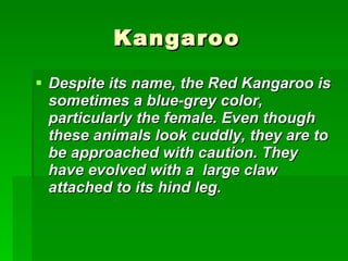 Kangaroo Despite its name, the Red Kangaroo is sometimes a blue-grey color, particularly the female. Even though these animals look cuddly, they are to be approached with caution. They have evolved with a  large claw attached to its hind leg.   