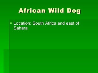African Wild Dog Location: South Africa and east of Sahara  