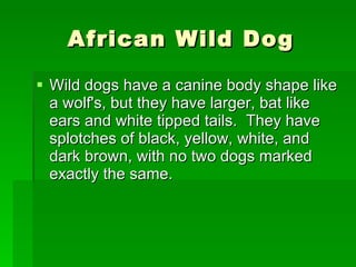 African Wild Dog Wild dogs have a canine body shape like a wolf's, but they have larger, bat like ears and white tipped tails.  They have splotches of black, yellow, white, and dark brown, with no two dogs marked exactly the same.  