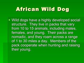 African Wild Dog Wild dogs have a highly developed social structure.  They live in packs that vary from 10 to 15 animals, including males, females, and young.  Their packs are nomadic, and they roam across a range of 1 to 30 miles a day.  Members of the pack cooperate when hunting and raising their young.  