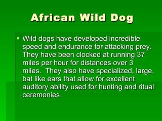 African Wild Dog Wild dogs have developed incredible speed and endurance for attacking prey.  They have been clocked at running 37 miles per hour for distances over 3 miles.  They also have specialized, large, bat like ears that allow for excellent auditory ability used for hunting and ritual ceremonies  
