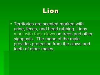 Lion Territories are scented marked with urine, feces, and head rubbing. Lions  mark with their claws  on trees and other signposts.  The mane of the male  provides protection from the claws and teeth of other males.  