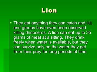 Lion They eat anything they can catch and kill, and groups have even been observed killing rhinoceros. A lion can eat up to 35 grams of meat at a sitting. They drink freely when water is available, but they can survive only on the water they get from their prey for long periods of time.  