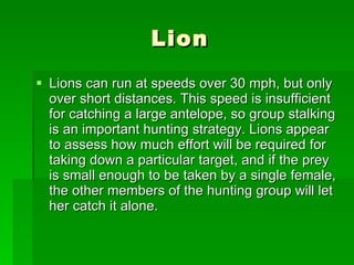 Lion Lions can run at speeds over 30 mph, but only over short distances. This speed is insufficient for catching a large antelope, so group stalking is an important hunting strategy. Lions appear to assess how much effort will be required for taking down a particular target, and if the prey is small enough to be taken by a single female, the other members of the hunting group will let her catch it alone.  