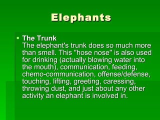 Elephants The Trunk The elephant's trunk does so much more than smell. This "hose nose" is also used for drinking (actually blowing water into the mouth), communication, feeding, chemo-communication, offense/defense, touching, lifting, greeting, caressing, throwing dust, and just about any other activity an elephant is involved in.  