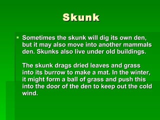 Skunk Sometimes the skunk will dig its own den, but it may also move into another mammals den. Skunks also live under old buildings.  The skunk drags dried leaves and grass into its burrow to make a mat. In the winter, it might form a ball of grass and push this into the door of the den to keep out the cold wind. 
