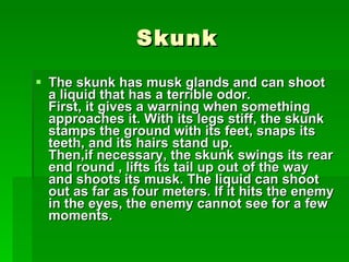 Skunk The skunk has musk glands and can shoot a liquid that has a terrible odor. First, it gives a warning when something approaches it. With its legs stiff, the skunk stamps the ground with its feet, snaps its teeth, and its hairs stand up. Then,if necessary, the skunk swings its rear end round , lifts its tail up out of the way and shoots its musk. The liquid can shoot out as far as four meters. If it hits the enemy in the eyes, the enemy cannot see for a few moments. 