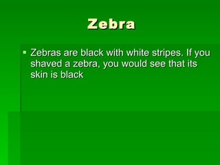 Zebra Zebras are black with white stripes. If you shaved a zebra, you would see that its skin is black  