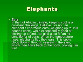 Elephants Ears In the hot African climate, keeping cool is a constant challenge. Believe it or not, an elephant's enormous ears (weighing up to 110 pounds each), while exceptionally good at picking up sound, are also used as an air conditioner of sorts. When the temperature rises, elephants flap their ears. This cools blood flowing through vessels in the ears, which then flows back to the body, cooling it in turn.  