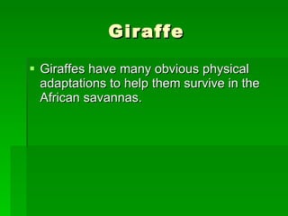 Giraffe Giraffes have many obvious physical adaptations to help them survive in the African savannas.  