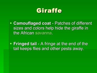 Giraffe Camouflaged coat  - Patches of different sizes and colors help hide the giraffe in the African  savanna . Fringed tail  - A fringe at the end of the tail keeps flies and other pests away.  