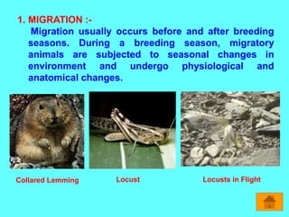 1. MIGRATION :-
Migration usually occurs before and after breeding
seasons. During a breeding season, migratory
animals are subjected to seasonal changes in
environment and undergo physiological and
anatomical changes.
Collared Lemming Locust Locusts in Flight
 