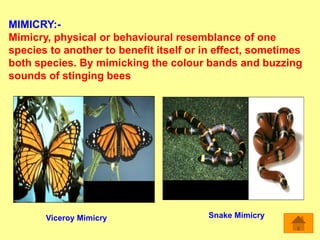 MIMICRY:-
Mimicry, physical or behavioural resemblance of one
species to another to benefit itself or in effect, sometimes
both species. By mimicking the colour bands and buzzing
sounds of stinging bees
Snake MimicryViceroy Mimicry
 