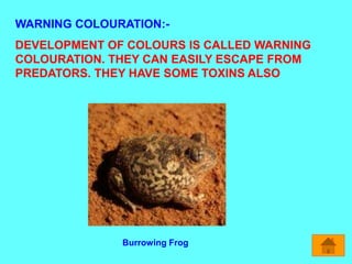 WARNING COLOURATION:-
DEVELOPMENT OF COLOURS IS CALLED WARNING
COLOURATION. THEY CAN EASILY ESCAPE FROM
PREDATORS. THEY HAVE SOME TOXINS ALSO
Burrowing Frog
 