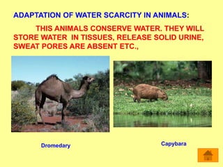 ADAPTATION OF WATER SCARCITY IN ANIMALS:
THIS ANIMALS CONSERVE WATER. THEY WILL
STORE WATER IN TISSUES, RELEASE SOLID URINE,
SWEAT PORES ARE ABSENT ETC.,
CapybaraDromedary
 
