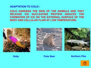 ADAPTATION TO COLD:-
COLD HARDENS THE SKIN OF THE ANIMALS AND THEY
RELEASE ICE NUCLEATING PROTEIN INDUCES THE
FORMATION OF ICE ON THE EXTERNAL SURFACE OF THE
BODY AND CELLULAR FLUID AT LOW TEMPERATURE.
Goby Polar Bear Northern Pike
 