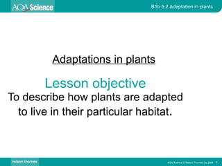 Lesson objective To describe how plants are adapted to live in their particular habitat . Adaptations in plants 