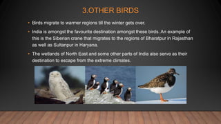 3.OTHER BIRDS
• Birds migrate to warmer regions till the winter gets over.
• India is amongst the favourite destination amongst these birds. An example of
this is the Siberian crane that migrates to the regions of Bharatpur in Rajasthan
as well as Sultanpur in Haryana.
• The wetlands of North East and some other parts of India also serve as their
destination to escape from the extreme climates.
 