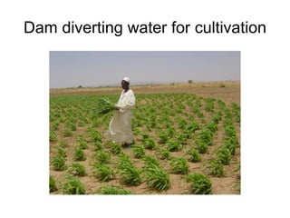Dam diverting water for cultivation
 