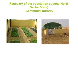 Recovery of the vegetation covers (North
              Darfur State)
          Communal nursery
 