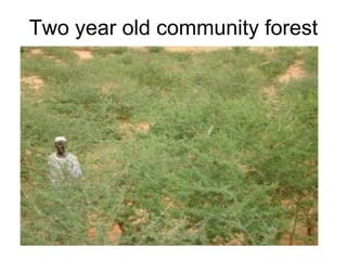 Two year old community forest
 