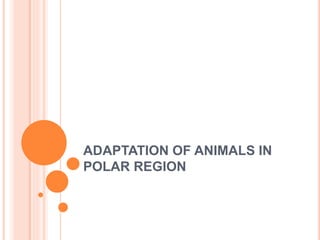 ADAPTATION OF ANIMALS IN
POLAR REGION
 