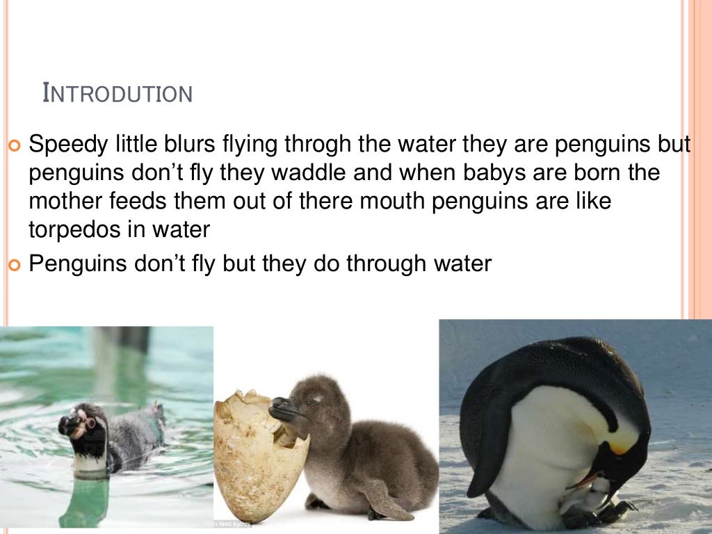 Adaptation of animals in polar region
