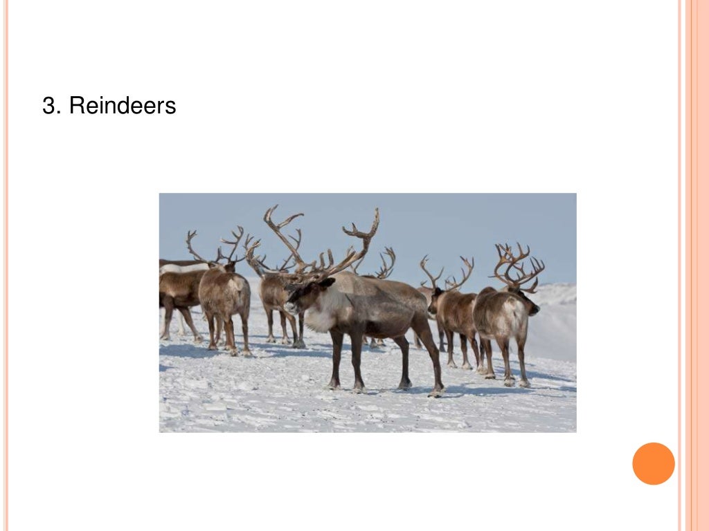 Adaptation of animals in polar region