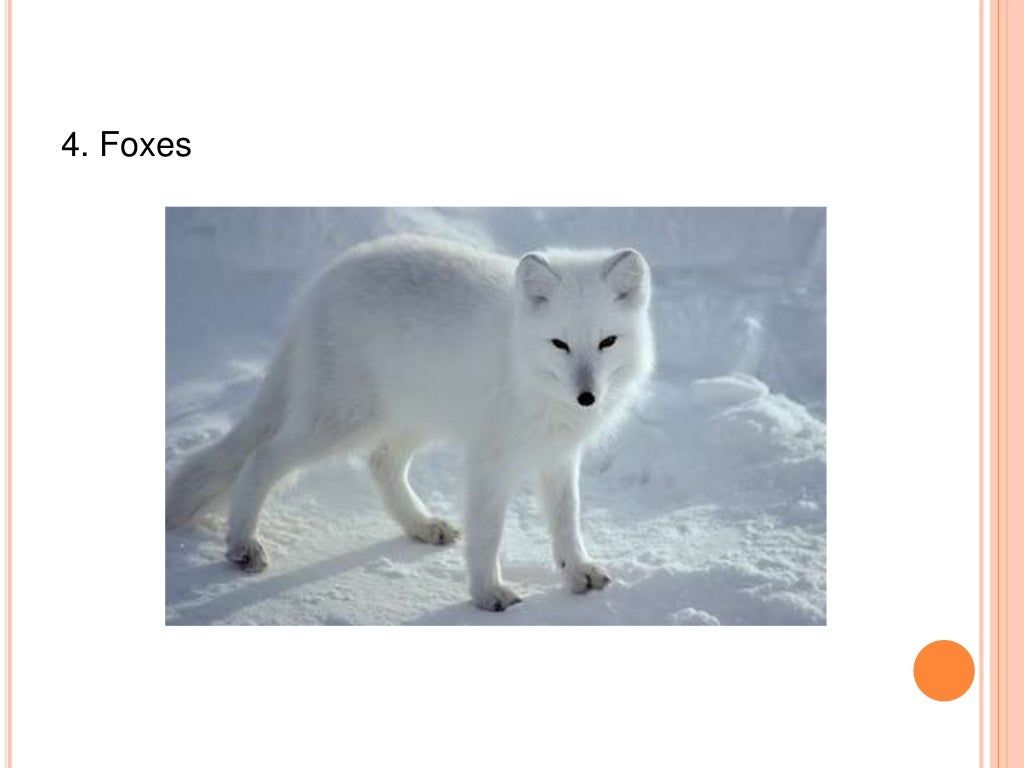 Adaptation of animals in polar region
