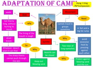 Adaptation of Camel Hong  li ting P6^Compassion Movement  seeds Diet  Need Eat thorny  twig, without  hurting its mouth  why Camels travel in groups sometime A  fart and a big fat rump The lining of the mouth is tough Why dried leaves avoid excessive heat by pressing against each other.  Survive So Two rows of long eyelashes Whatever  desert  plant it can find Why Nostrils can be closed The sharp thorns cannot push through the skin Why  Protect against blowing sand and the sun Keep out blowing sand 