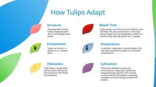 The Adaptation of Flowers - Biology Powerpoint Presentation | PPTX