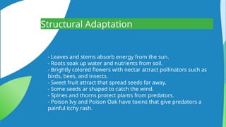 The Adaptation of Flowers - Biology Powerpoint Presentation | PPTX