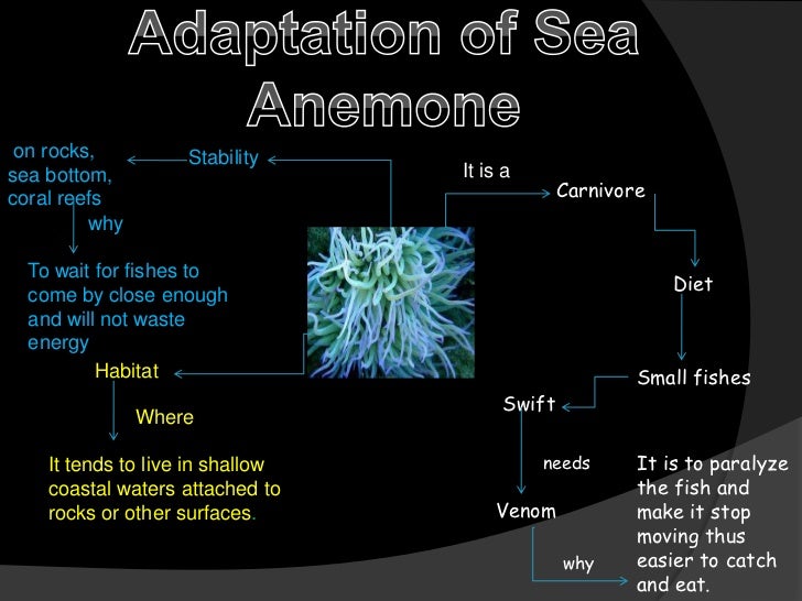 Adaptation of sea anemone