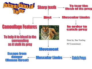 Diet Sharp teeth To tear the  flesh of its prey Muscular Limbs In order to  catch prey Movement Adaptation of  Tiger Muscular Limbs Catch Preys Escape from  danger (Human threat) Camouflage Features To help it to blend in the  surrounding  as it stalk its prey Done by: Bao Yanling P6^Commitment 