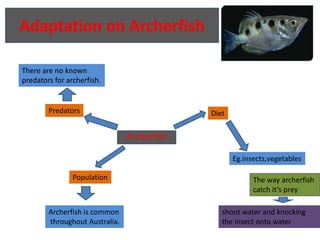 Adaptation on Archerfish There are no known  predators for archerfish. Predators Diet Archerfish Eg.insects,vegetables Population The way archerfish  catch it’s prey shoot water and knocking the insect onto water Archerfish is common throughout Australia. 