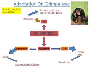 Adaptation On Chimpanzee Done By : Kim Teck Class: P6 ^C2 Eat plants, fruits and  meats (including brains) Omnivores Diet CHIMPANZEE Movement Arms BigToe/Feet Strong, Long Strong To grab things For them to grab branches 