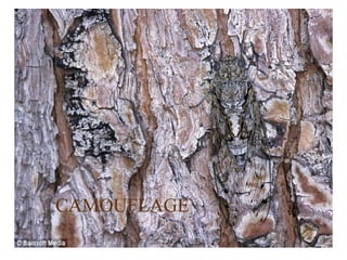 CAMOUFLAGE CAMOUFLAGE 