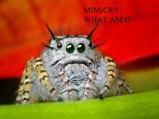MIMICRY: WHAT AM I? 
