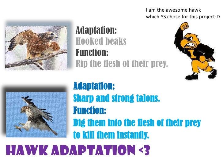 hawk adaptations