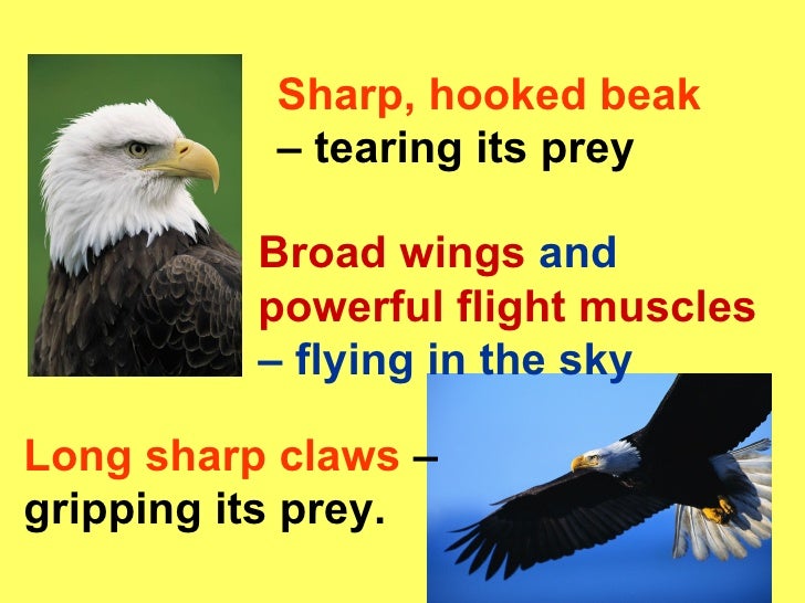 Adaptations