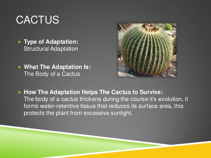 Adaptations