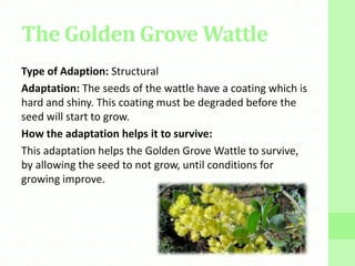The Golden Grove Wattle
Type of Adaption: Structural
Adaptation: The seeds of the wattle have a coating which is
hard and shiny. This coating must be degraded before the
seed will start to grow.
How the adaptation helps it to survive:
This adaptation helps the Golden Grove Wattle to survive,
by allowing the seed to not grow, until conditions for
growing improve.
 